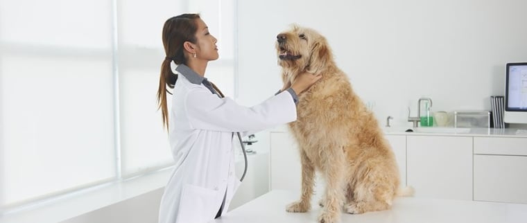 médicaments chien chat